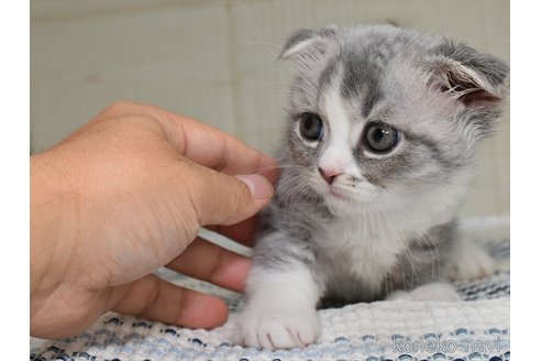 成約済の愛知県のスコティッシュフォールド(折れ耳)-89100の2枚目